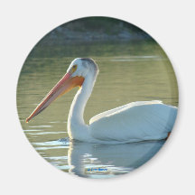 B4 Vit Pelican