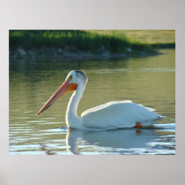 B4 Vit Pelikan Poster