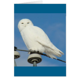 B50 Snowy Uggla Hälsningskort