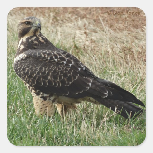 B52 Svanshök Fyrkantigt Klistermärke (Framsida)