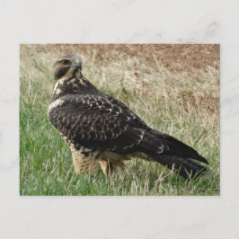 B52 Svanshök Vykort