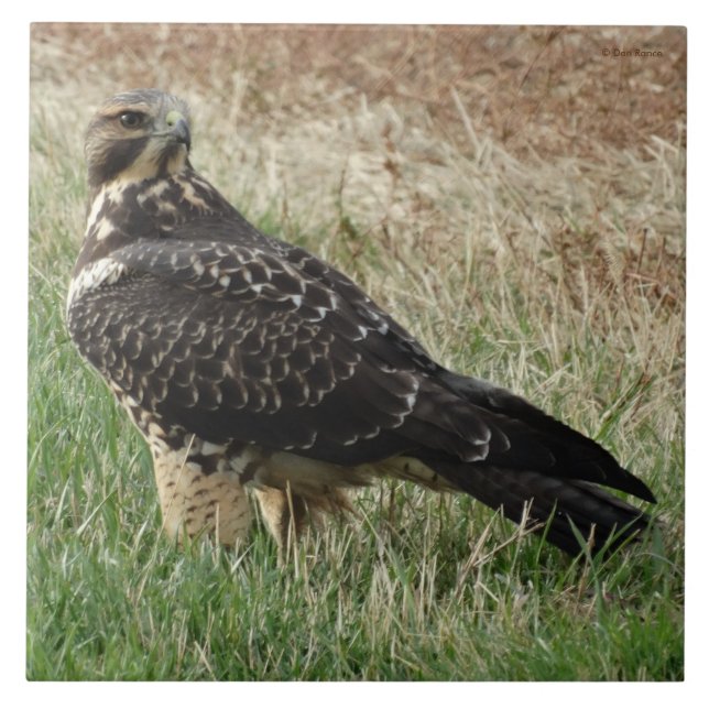 B52 Svartsvansvråk Kakelplatta (Framsidan)