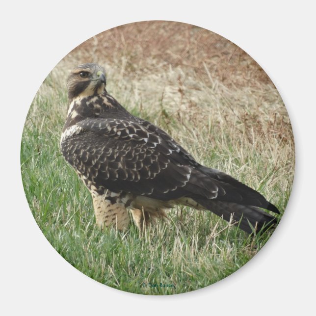 B52 Svartsvansvråk Magnet (Framsidan)