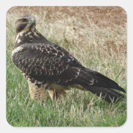 B52 Swainsons Hawk Fyrkantigt Klistermärke