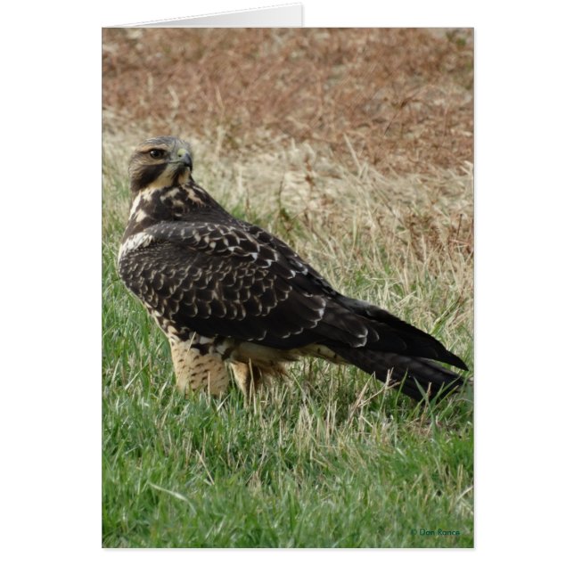 B52 Swainsons Hawk Hälsningskort (Framsidan)
