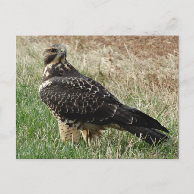 B52 Swainsons Hawk Vykort (Framsida)