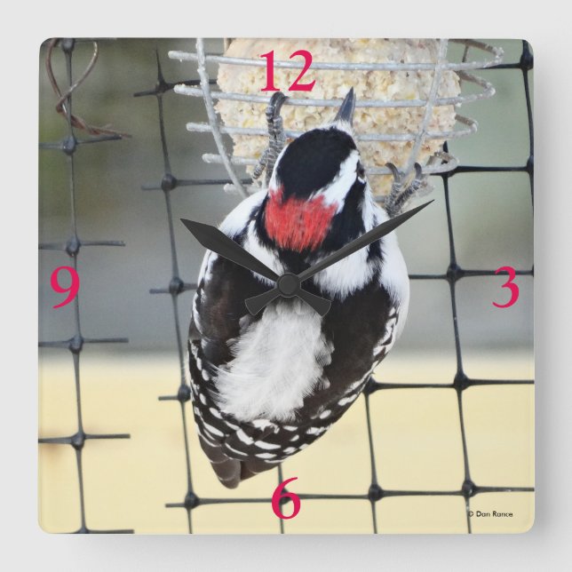 B53 Downy Woodpecker Fyrkantig Klocka (Framsida)