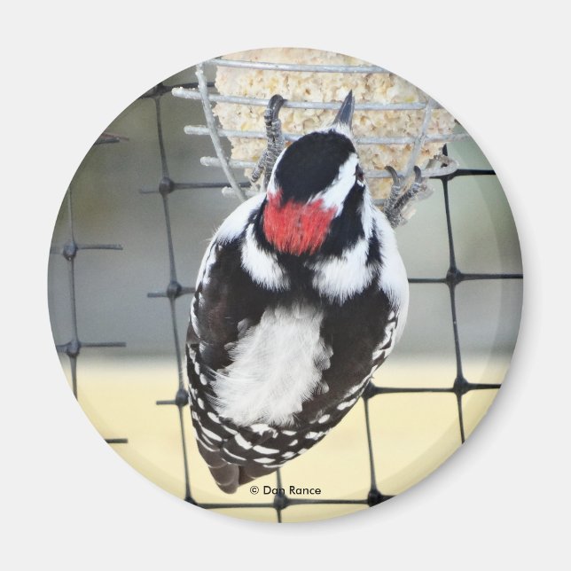 B53 Downy Woodpecker Magnet (Framsidan)