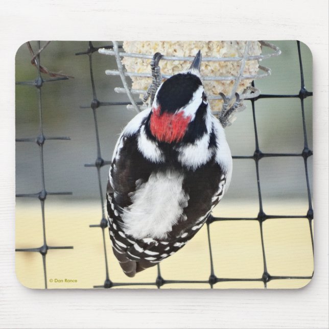 B53 Downy Woodpecker Musmatta (Framsidan)