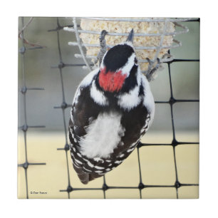 B53 Dunhaked woodpecker Kakelplatta