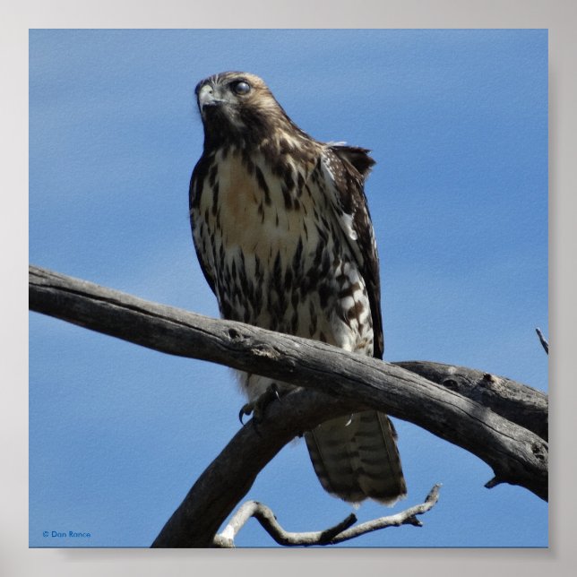 B54 Svanshök Poster (Framsidan)