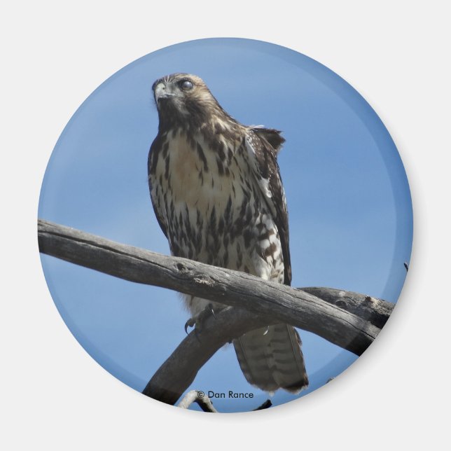 B54 Svartsnultra Magnet (Framsidan)