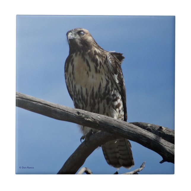 B54 Svartstrupig vråk Kakelplatta (Framsidan)