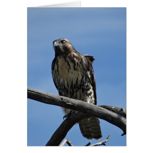 B54 Swainsons Hawk Hälsningskort (Framsidan)