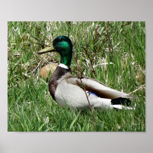 B55 Mallard Duck Drake Greenhead in the Grass Poster (Framsidan)