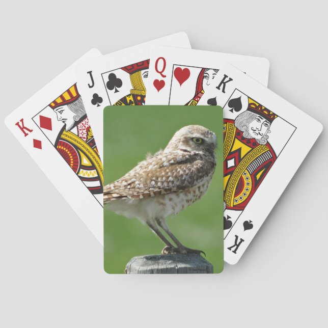 B56 Grävuggla Casinokort (Baksidan)