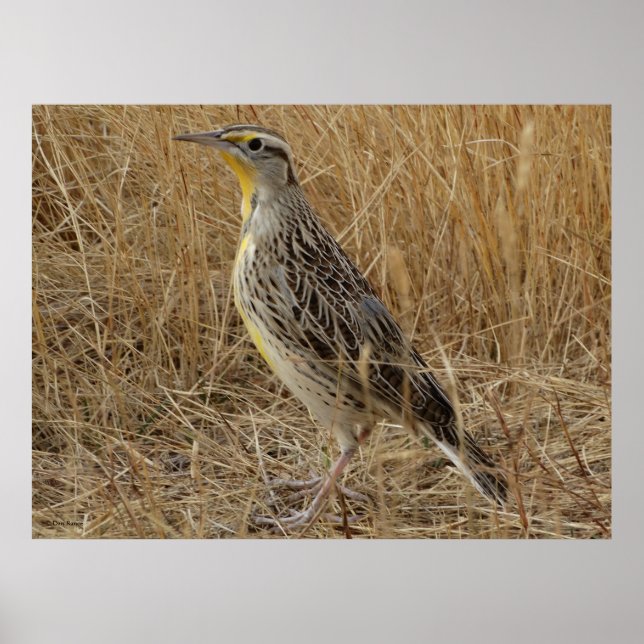 B57 Western Meadowlark Poster (Framsidan)