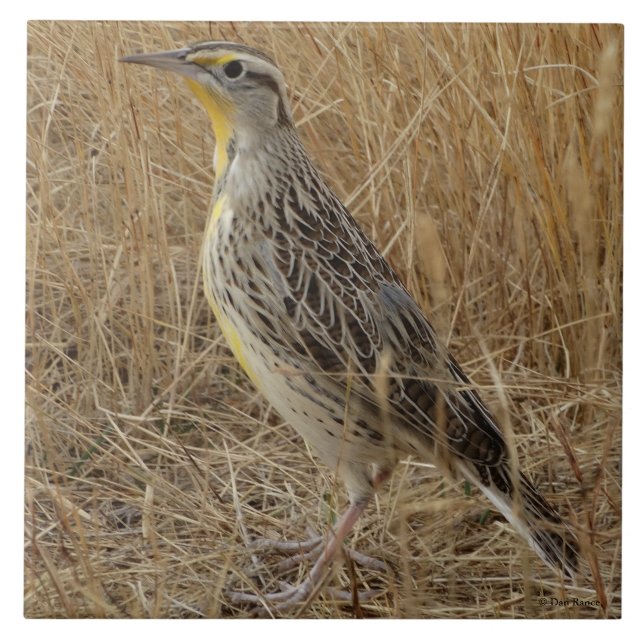 B57 westerna Meadowlark Kakelplatta (Framsidan)