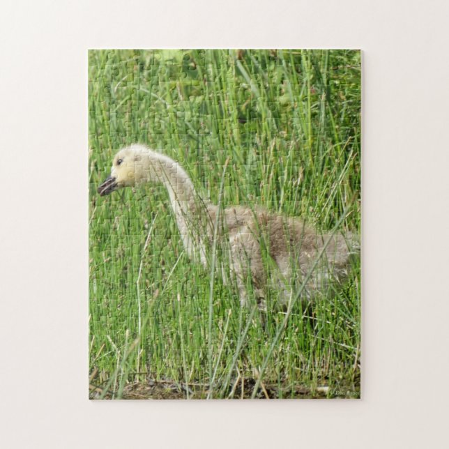 B58 Kanada Goose Gosling i Grass Pussel (Vertikal)