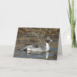 B5 Pintail Anka Drake Kort