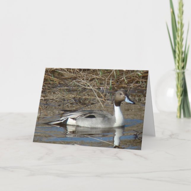 B5 Pintail Anka Drake Kort (Framsida)