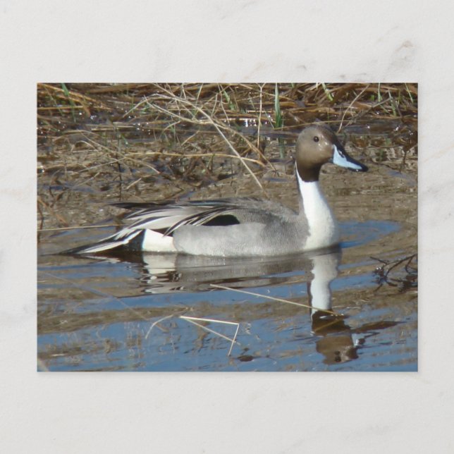 B5 Pintail Anka Drake Vykort (Framsida)