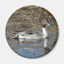 B5 Pintail Drake