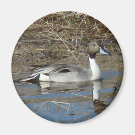B5 Pintail Drake Magnet