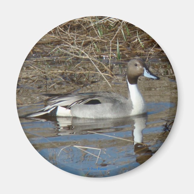 B5 Pintail Drake Magnet (Framsidan)