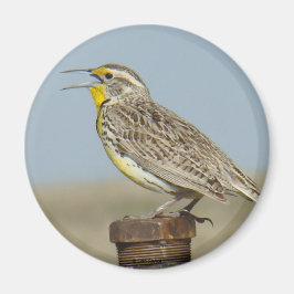 B6 ängstrupial magnet