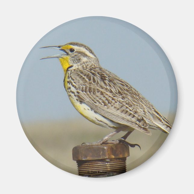B6 Meadow Lark Magnet (Framsidan)