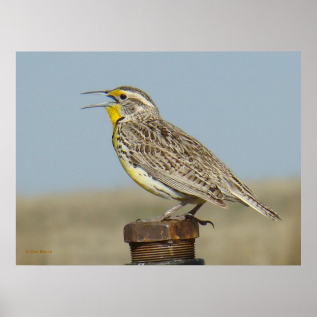 B6 Western Meadowlark Poster (Framsidan)