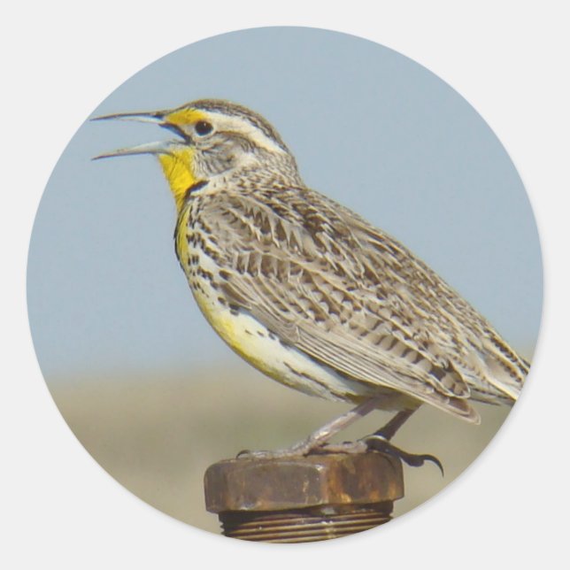 B6 Western Meadowlark Runt Klistermärke (Framsida)