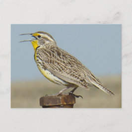 B6 Western Meadowlark Vykort