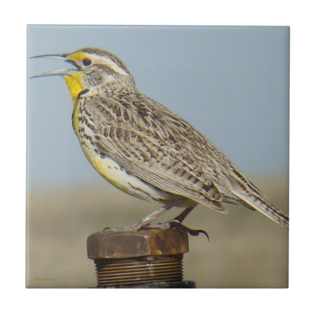 B6 westerna Meadowlark Kakelplatta (Framsidan)