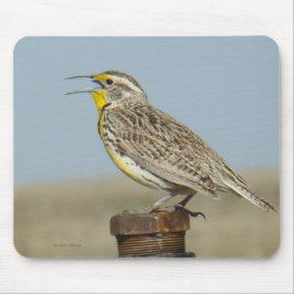 B6 westerna Meadowlark Musmatta