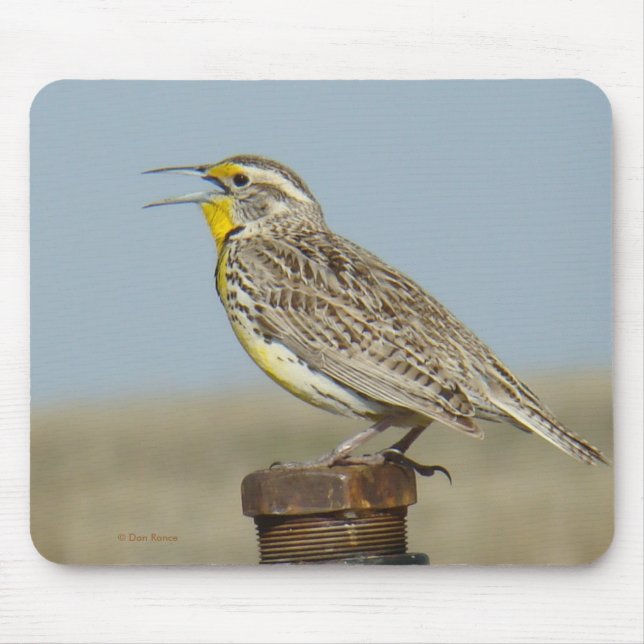 B6 westerna Meadowlark Musmatta (Framsidan)