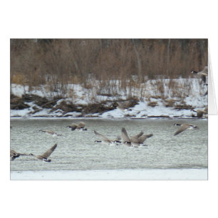 B7 Kanadensiska geese under flykt Hälsningskort