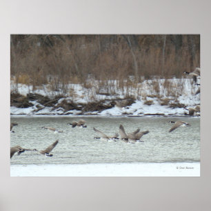B7 Kanadensiska geese under flykt Poster