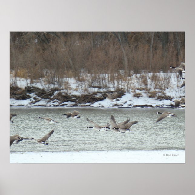 B7 Kanadensiska geese under flykt Poster (Framsidan)