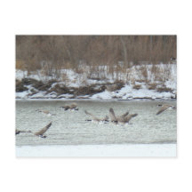 B7 kanadensiska geese under flykt