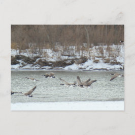 B7 kanadensiska geese under flykt vykort