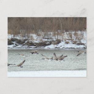 B7 kanadensiska geese under flykt vykort