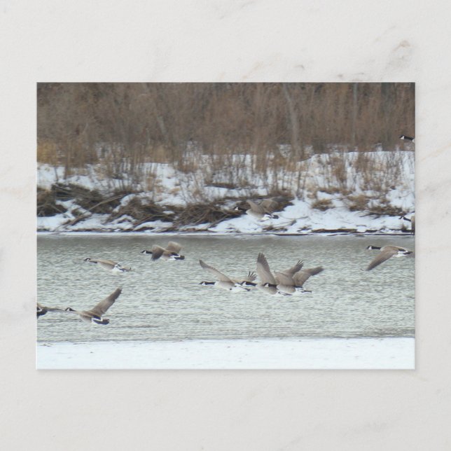 B7 kanadensiska geese under flykt vykort (Framsida)