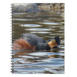 B8 Eared Grebe Courting Anteckningsbok