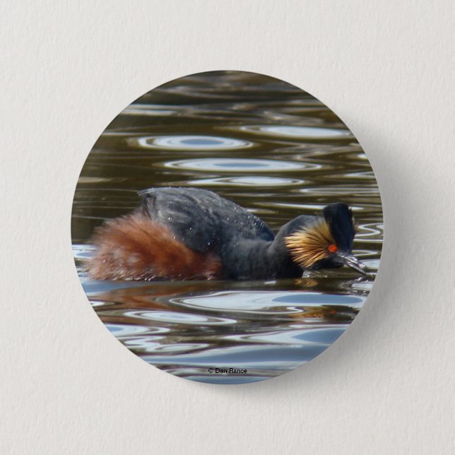 B8 Eared Grebe Courting Knapp (Framsida)