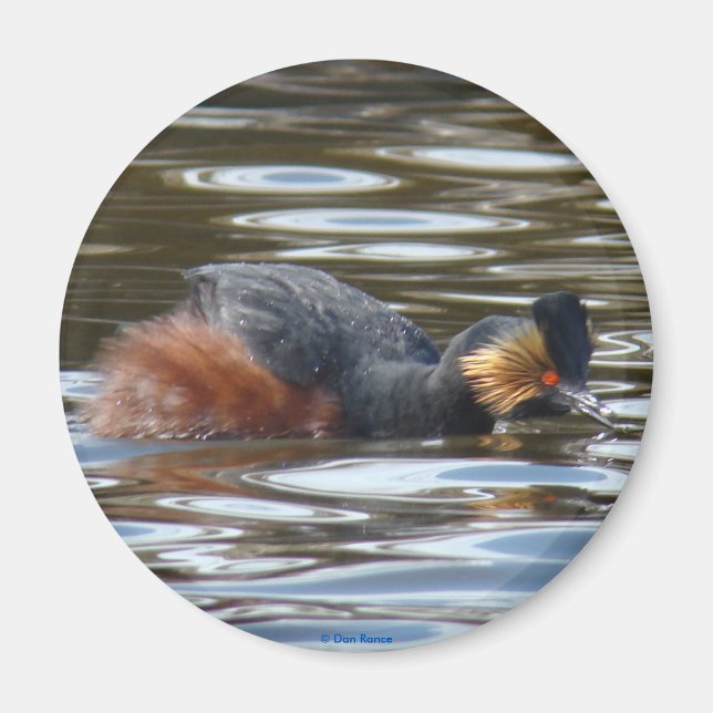 B8 Eared Grebe Courting Magnet (Framsidan)