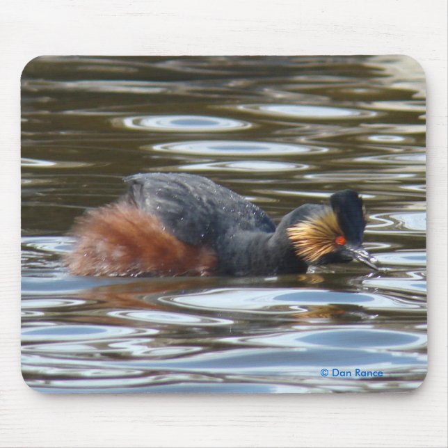 B8 Eared Grebe Courting Musmatta (Framsidan)