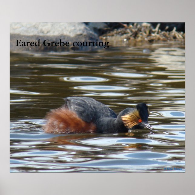 B8 Eared Grebe Courting Poster (Framsidan)