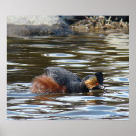 B8 Eared Grebe Courting Poster